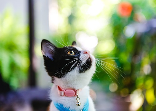 Le bon collier pour chat : choisir le bon